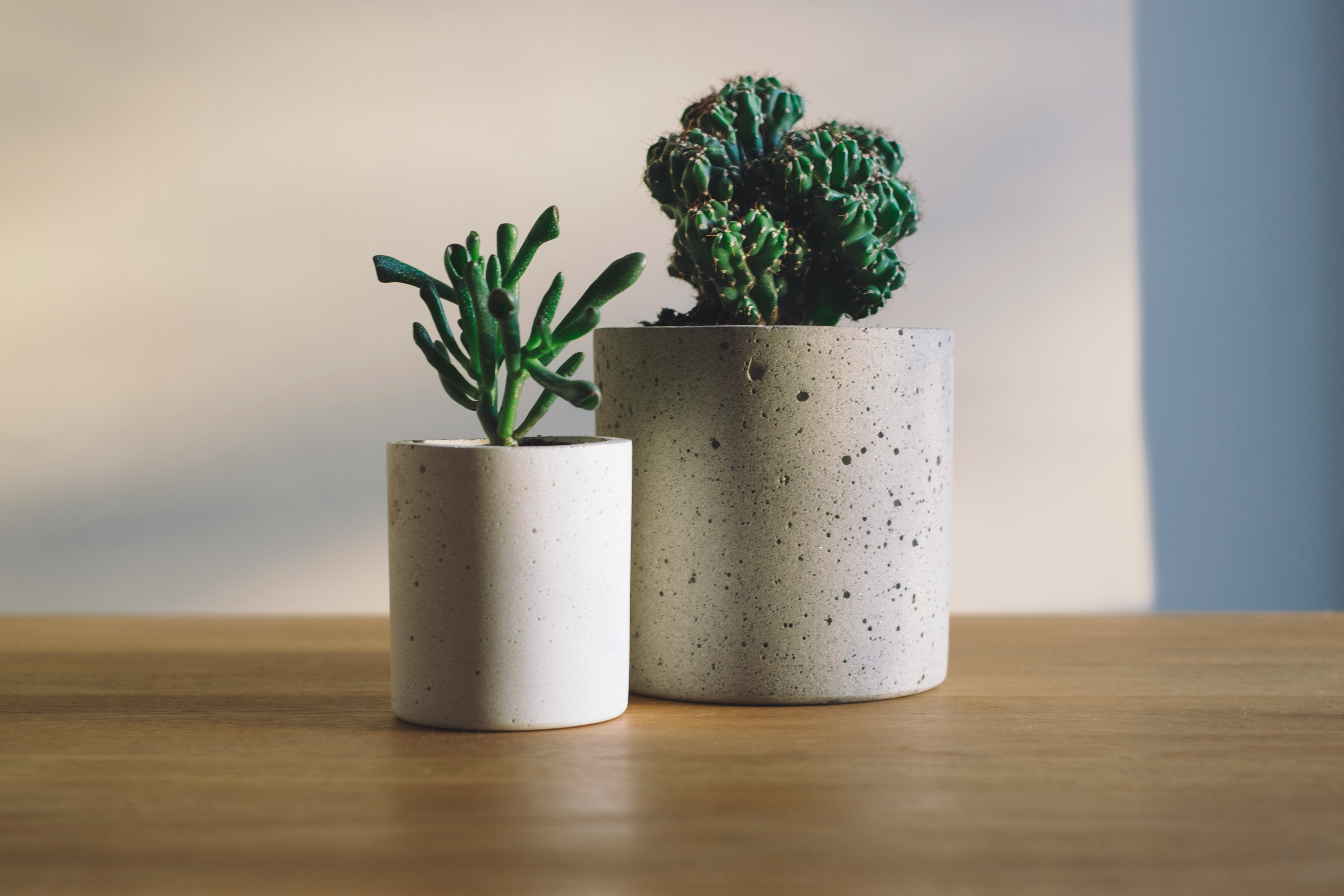 Stone Bloom Duo